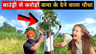 इस से आसान 😲 तरीका करोड़ों कमाने का नहीं मिलेगा 👆|| Mohgany Best Plant📞7015994965