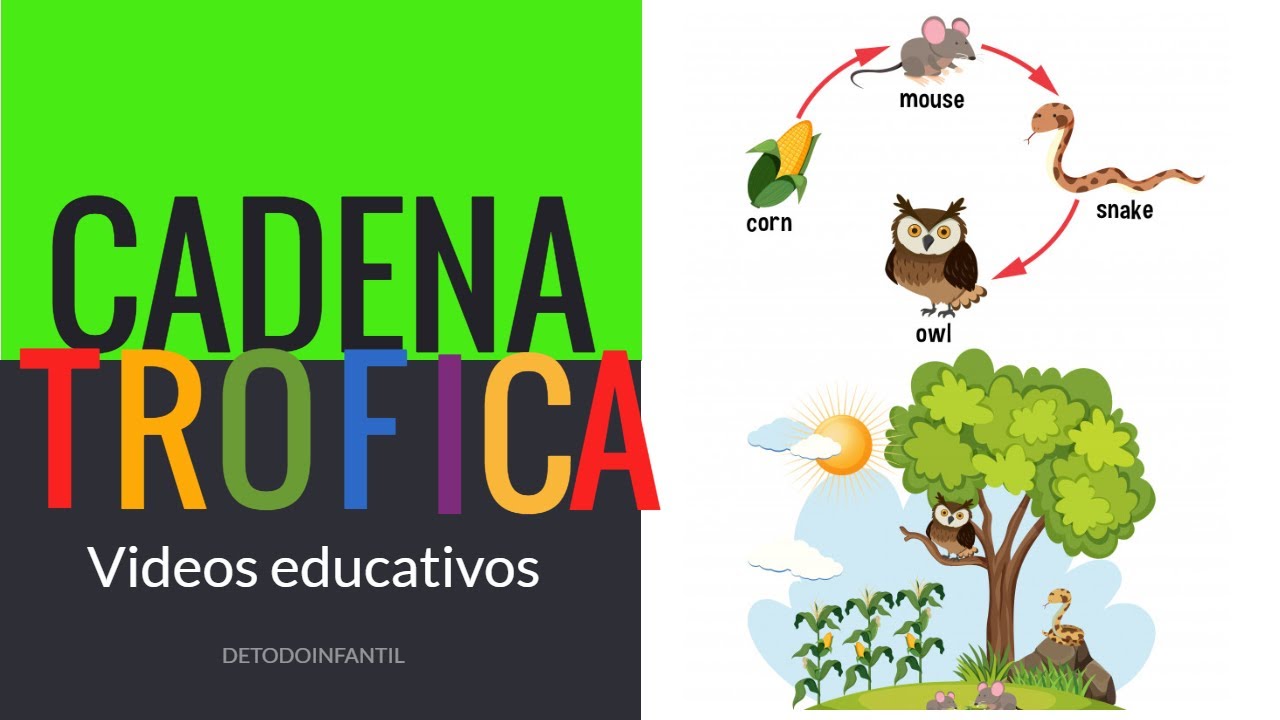 Cadena Alimentaria O Tróficas /videos Educativos Para Niños - YouTube