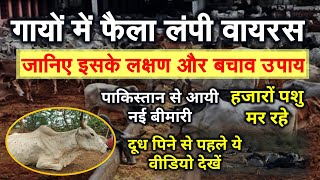 गायों में फैल रही लम्पी स्किन बीमारी लंपी वायरस से जानिए इसके लक्षण और इलाज Lumpy virus news Hindi