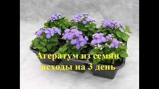 Агератум из семян. С 1 по 6 день. Посев и всходы.