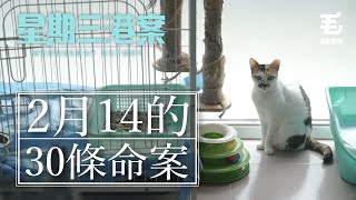 18/9《星期三港案》2月14的30條命案