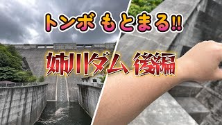 放流 見放題!!トンボもとまる?? 姉川ダム 後編