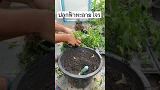 ปลูกฟ้าทะลายโจรลงถุงดำ |ไร่เติมสุข