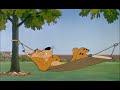 dingo dingo et le lion 1951