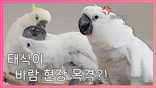 바람피다 제대로 걸린 앵무새 때식이 #현장급습#바람피면죽는다