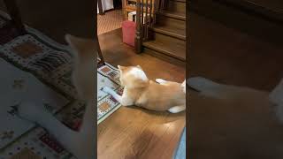 ブレイクダンス秋田犬