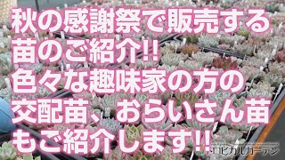 【多肉植物】秋の感謝祭で販売する苗のご紹介!!色々な趣味家の方の交配苗、おらいさん苗もご紹介します!!【succulent】トロピカルガーデン