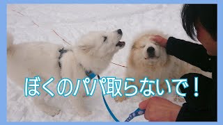 🐺サモエドの嫉妬がひどすぎる✨Samoyed jealous✨