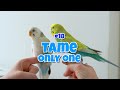 how to tame your bird and bond with it