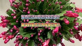 蟹爪兰11月还没有长花苞？新买的蟹爪兰为啥老掉花苞？