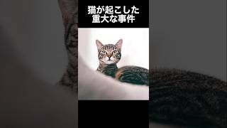 猫が起こした重大な事件の雑学　#shorts