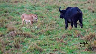 Jungle Zest - Can Single Lion take down the Cape Buffalo - Part I