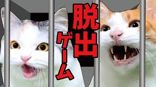 猫たちを監禁して脱出ゲームをしてみました【関西弁でしゃべる猫】 【猫アテレコ】