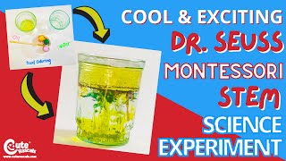 Preschool Science Experiments |  Easy Science Experiments To Do At Home | Montessori Activities