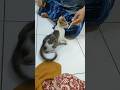 Kucing Lucu (Si Cuplis) LG manja2 an nih gaes #foryou #cat #kucinglucu #cuplis #kucing #fyp #ytshort