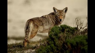 Governor Hochul signs bill to end wildlife killing contests