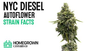 NYC Diesel Autoflower Strain Facts and Seed Grow Info