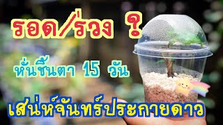 เสน่ห์จันทร์ประกายดาว | อัพเดทหลังหั่นตาครึ่งเดือน ทำแบบนี้รอดกี่เปอร์เซ็นต์