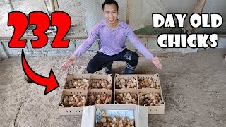 Dapat Gawin sa mga Bagong Biling Sisiw | 232 Day-Old-Chicks