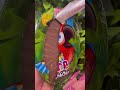 asmr unwrapping chocolate lollipop asmr chocolate asmrsounds satisfying asmrchocolate fy