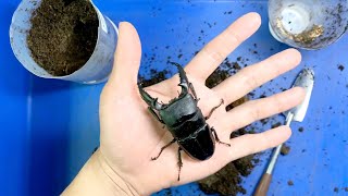 巴拉望扁鍬形蟲 菌瓶開挖 Dorcus titanus palawanicus