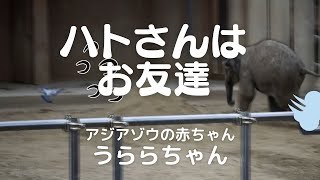 ハトさんはお友達　アジアゾウのうららちゃん生後４ヶ月　東山動植物園