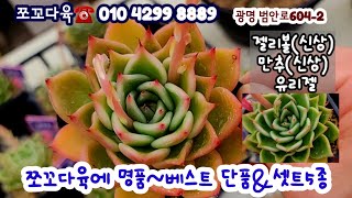 쪼꼬다육에 베스트 명품 단품소개/셋트5종☆신상 젤리볼 신상만추 유리젤 빅토리아 프로포즈 홀리데이 맑은간츠등#다육쇼핑