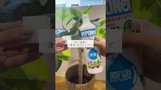 🍀初心者向け便利アイテム3選🍀【☘Life with Houseplant】9-11