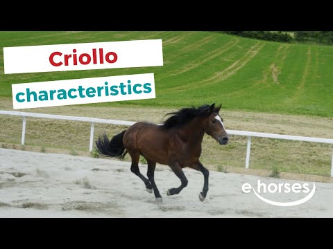 Is the Criollo horse gaited?