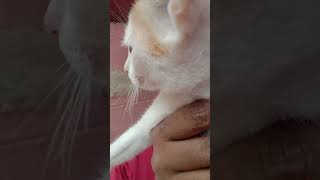 Highlight 0:30 - 5:25 from Happy and funny Cat videos