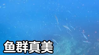 潜水打鱼真刺激，潜到海底偶遇鱼群，却不知道打那条好【探海老表】