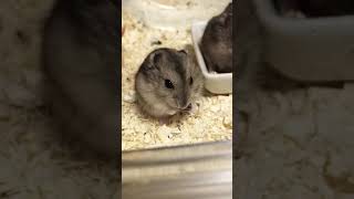 赤ちゃんハムスター　生後25日　Baby hamster 25 days after birth