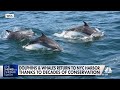 Whales and dolphins spotted off coasts of New York and Massachusetts