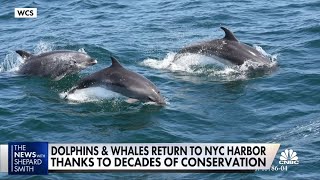 Whales and dolphins spotted off coasts of New York and Massachusetts