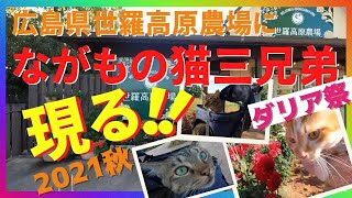 [猫動画]2021年秋のダリア祭　広島県世羅高原農場にながもの猫三兄弟現る！