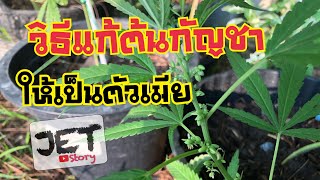 แก้ต้นกัญชาให้เป็นตัวเมีย