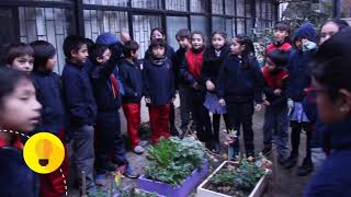 CHILE : Medicinal herb garden, colegio josé toribio medina