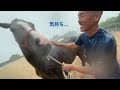 引退競走馬のアイ🏇　はじめての天然シャワー🚿　アイ＆サクラ父ちゃんと海中散歩