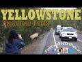 Yellowstone National Park - Wildlife and Geothermal Activity - Full Time RV Travel Yellowstone National Park - Wildlife and Geothermal Activity - Full Time RV Travel