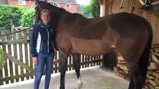 How to perform the Sternum Lift Exercise with your horse