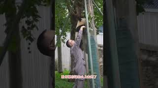 #大熊猫 #panda 神树坪大熊猫盼月崽崽忘记自己怎么上去的了