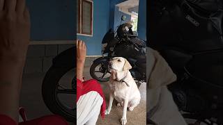 ഒന്നു വേഗം താ........ #labrador  #coversong  # #music  #petlovers  #doglover  #dogshorts #dogs