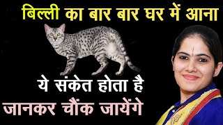 बिल्ली का बार बार घर में आना ! billi ka baar baar ghr me aana !