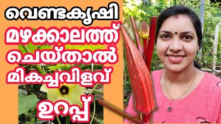 വെണ്ടകൃഷി മഴക്കാലത്ത് ചെയ്താൽ മികച്ച വിളവ് ഉറപ്പ്|Venda krishi|ladies finger cultivation malayalam|