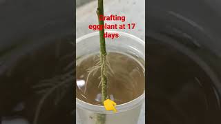 Grafting eggplant at 17 days