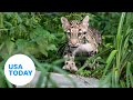 Escaped clouded leopard shuts down Dallas Zoo as police search for cat | USA TODAY