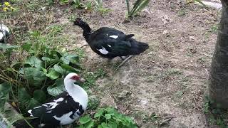 漫湖公園で出逢える漫湖に住むバリケンたち♪