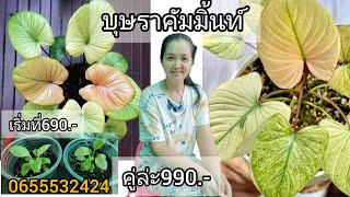 บุษราคัมมิ้น ไม้แรร์ น่าสะสม ราคาเรมต้นที่690.-คู่ล่ะ990.-บุษราคัมด่างมิ้นสวยๆแข็งแรงๆ