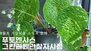 9월초 거실식물들 소식 / 푸토엔시스 키우는 이야기