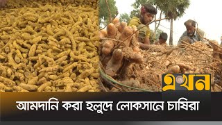 ময়মনসিংহে হলুদের বাম্পার ফলন | Turmeric Market | Mymensingh | Ekhon TV